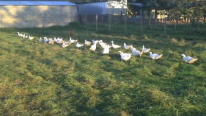 élevage canard gras