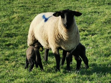 Colis d'agneau 18 kg